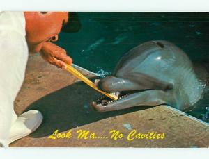 Dolphin Florida Look Ma No Cavities Brushing Teeth  Postcard # 7746