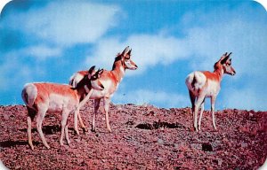 Group of Antelope Wyoming, USA Unused 