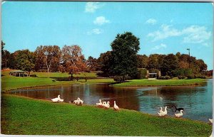 Postcard ANIMAL SCENE Charlotte North Carolina NC AL5965