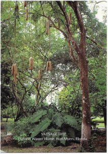 Sausage Tree Native to Africa Seen Edison Winter Home Ft Meyers Florida 4 by 6