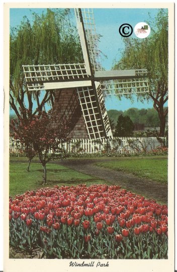 Windmill Park Holland Michigan Tulips Vintage Postard
