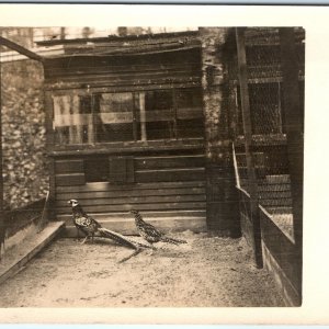 c1910s Captivating Pheasant Pair Cage RPPC Nature's Beauty Bird Real Photo A143