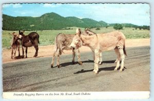 IRON MOUNTAIN Road, South Dakota SD ~ Friendly BEGGING BURROS  4x6 Postcard