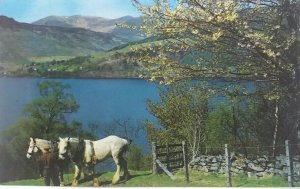 Farmer with his Shire Horses by Loch Tay Glen Lyon Vintage Postcard 1970