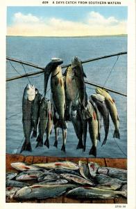 Fish - A Day's Catch from Southern Waters