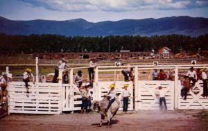 USA -  Out West. Rodeo, Brahma Bull Bucking