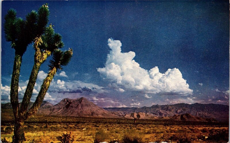 Desert Landscape Jagged Mountains Wastelands Joshua Tree Southwest Postcard UNP 