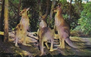 Australian Kangaroos