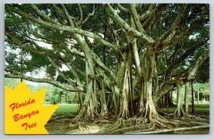 Banyan Tree, Florida, Vintage 1979 Chrome Postcard
