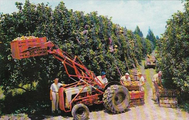 Florida Typical Citrus Harvest