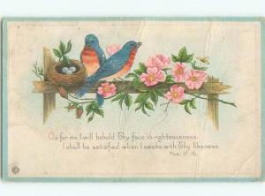 Divided-Back BIRDS SCENE Pretty Postcard AA8885