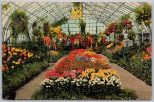 Cincinnati Ohio 1940s Postcard Eden Park Chrysanthemum Display Conservatory