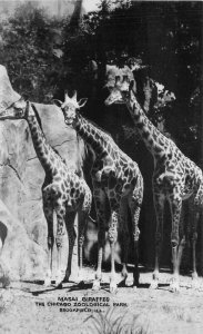 Chicago Illinois Zoological Park Masai Giraffes  1930s Photo Postcard 21-1627
