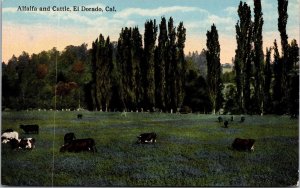 Vtg El Dorado California CA Alfalfa & Cattle Farm Land Dairy Cows 1910s Postcard