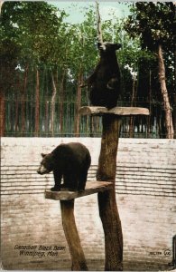 Black Bears Winnipeg Manitoba Zoo c1910 Valentine & Sons Postcard G80