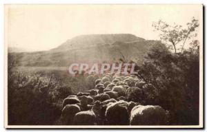 Old Postcard Roquefort The re-entry to the fold (sheep)