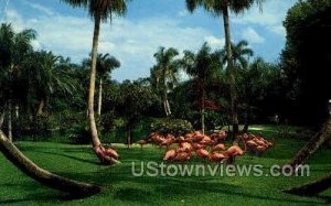 Flamingo - Sarasota, Florida FL  