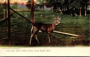 Michigan Grand Rapids Deer At Michigan Soldiers Home Rotograph