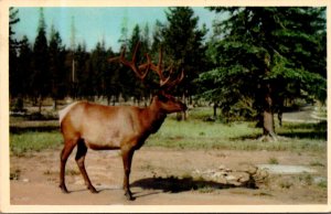 Canada Elk