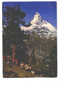 Shephard and Sheep, The Matterhorn, Switzerland