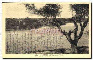 Postcard Old Istres The Olive Tree Pond