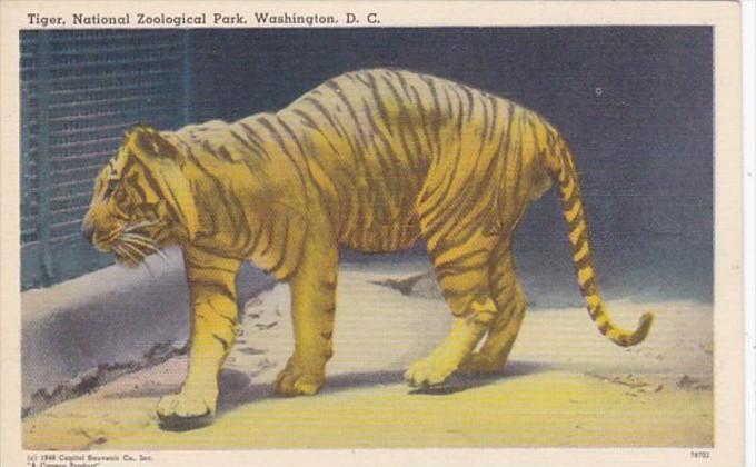 Washington D C Tiger National Zoological Park Curteich