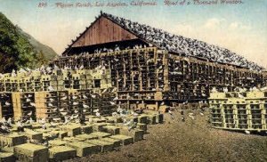 Pigeon Ranch - Los Angeles, CA