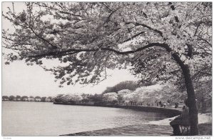 Japanese Cherry Trees around tidal Basin, Gift of Japanese Government in 1912...