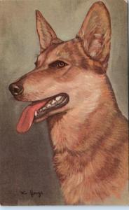 DOG  Postcard    POLICE  DOG   Artist signed   c1950s   Mainzer- NY