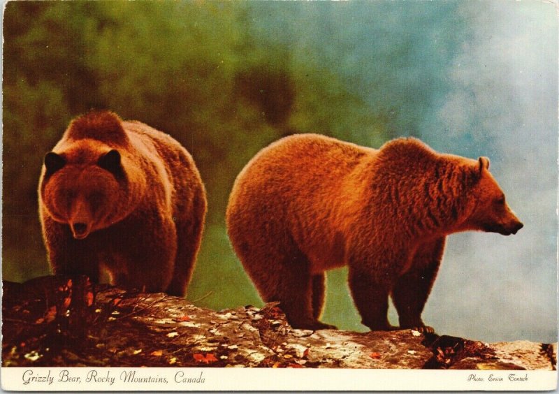 Grizzly Bear Banff National Park AB Alberta Bears Unused Vintage Postcard C3