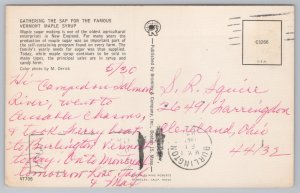 Gathering Sap In Unspoiled Vermont~Winter~Longhorn Steer~Trees~Wagon~PM 1961 PC