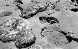 BG23934 nordseeheilbad borkum quallen am strand   germany CPSM 14x9cm