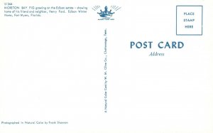 Vintage Postcard Moreton Bay Fig Growing On The Edison Estate Fort Myers Florida