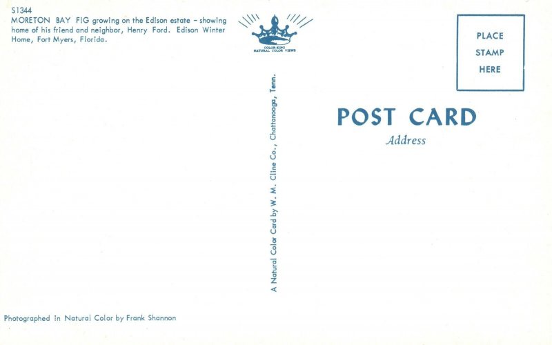 Vintage Postcard Moreton Bay Fig Growing On The Edison Estate Fort Myers Florida