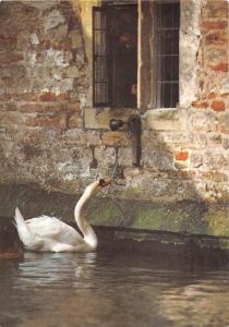 BF40022 pulling rope to ring the bell for its  food cigne swan bird oiseau