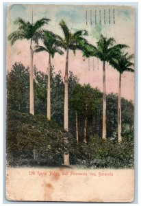 Bermuda Postcard The Royal Palms and Poncianna Tree 1923 Vintage Posted