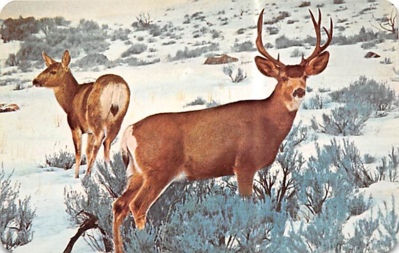 Mule Deer Deer Unused 