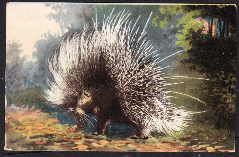 DOLLAR BOX - Porcupine - early DB card