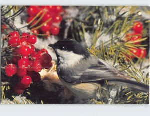 Postcard Black Capped Chickadee