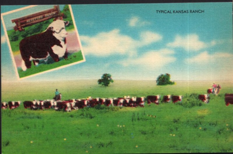 Typical Kansas Ranch Natural Live Stock Country Cow Hereford Ranch - LINEN