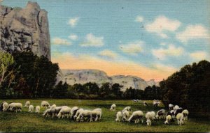 Colorado Sheep Grazing On A Mountain Mmeadow 1949 Curteich