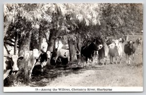 Sherburne NY Cows Among The Willows Chenango River Real Photo Postcard C38