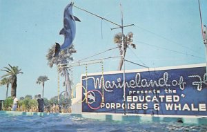 Porpoises Perform Marine Studios Marineland FL 