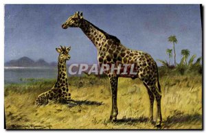 Postcard Old Giraffe Giraffes