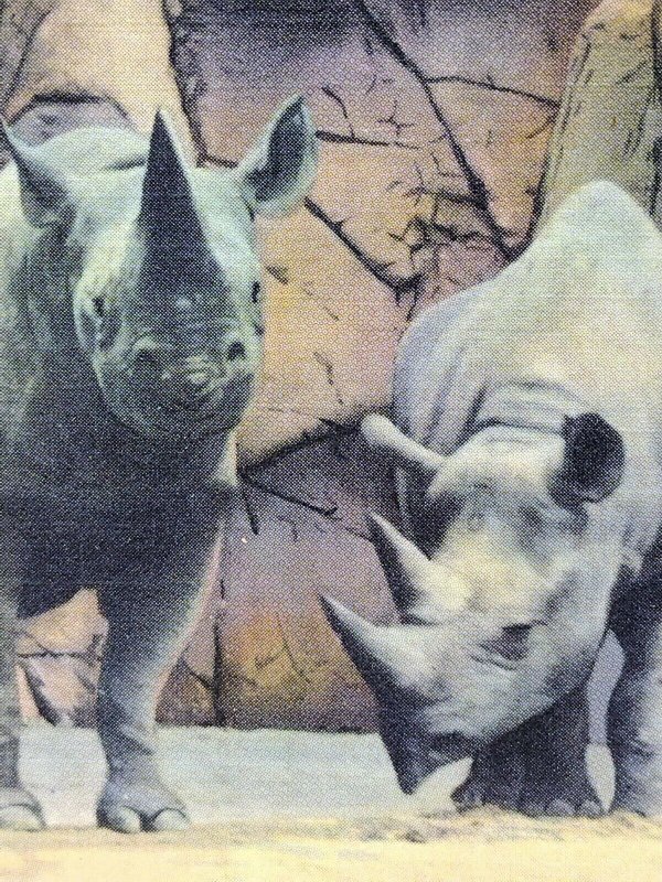 Postcard Rhinoceros Detroit Zoological Park Michigan Unposted Linen Hand Colored