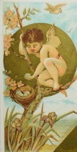 1870's-80's Victorian Trade Card Cherub Tree Bird's Nest Eggs Iris P41