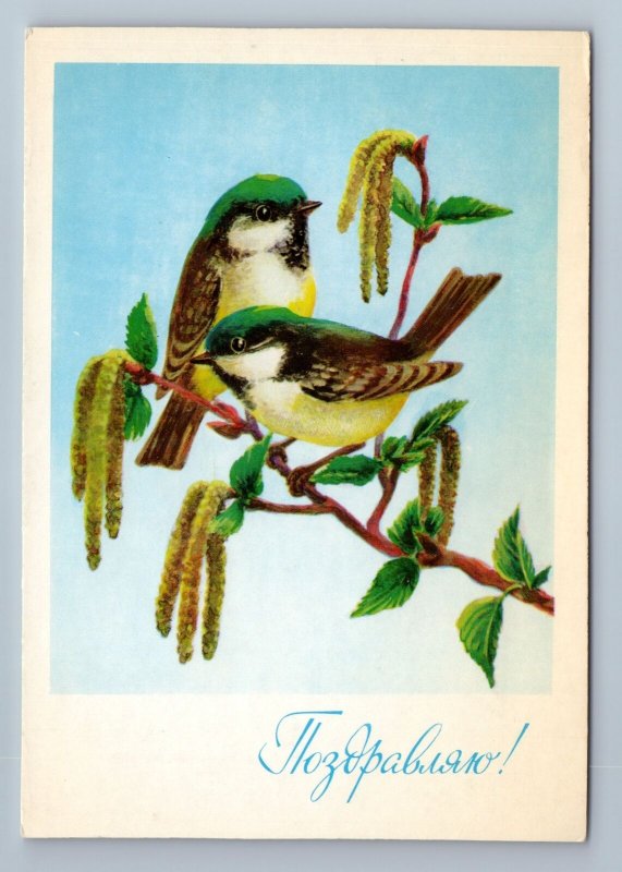 1980 TITS Birds on birch branch Titsmouse GREETINGS Soviet USSR Postcard