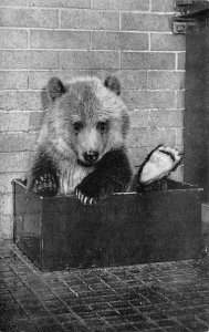 Grizzly Bear Cub's ath Bronx Zoo, New York, USA Bear Unused 