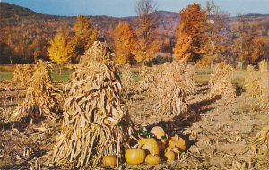 Autumn Harvest View - Corn Stalks and Pumpkins