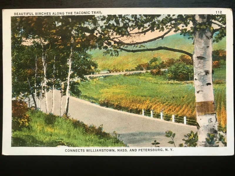 Vintage Postcard 1915-30 Birches, Taconic Trail, Williamstown, Massachusetts